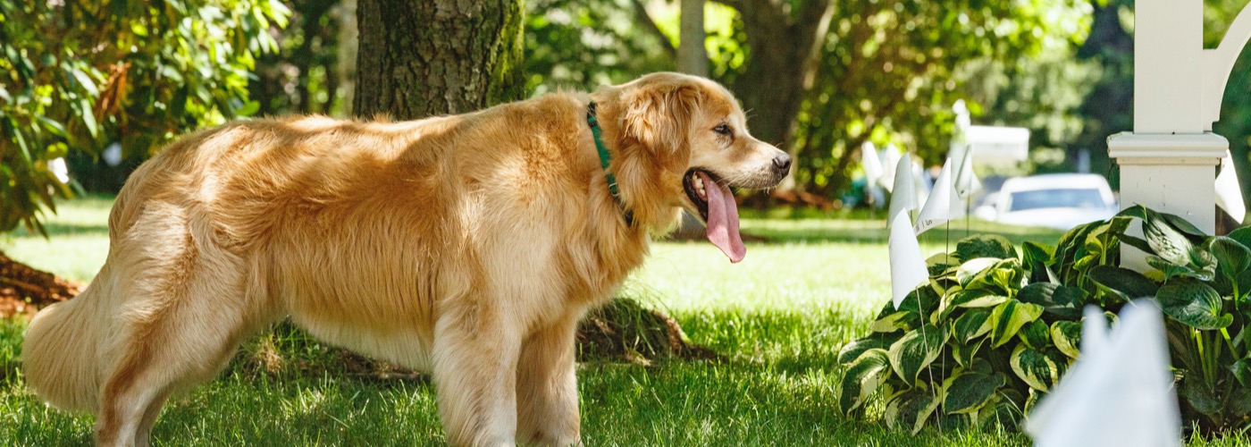 DogWatch of Toledo and Northwest Ohio, Fort Wayne, Indiana | Outdoor Hidden Dog Fences Slider Image