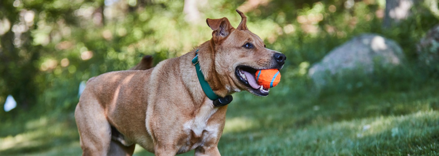 DogWatch of Toledo and Northwest Ohio, Fort Wayne, Indiana | ProFenceX Slider Image